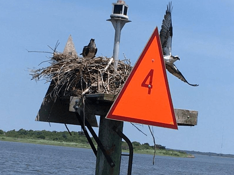 Osprey nest on top of soundside channel marker