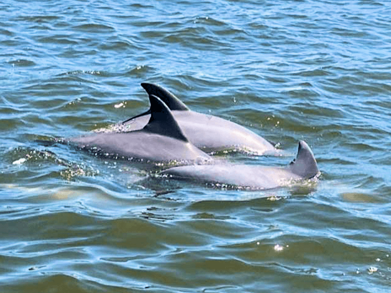 Dolphin close to the tour boat